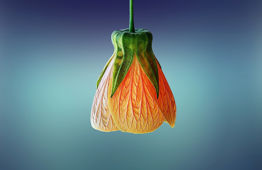  Photo Credit:&nbsp; ms.akr  